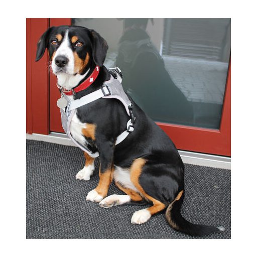 Szürke hálós kutyahám M-es méret