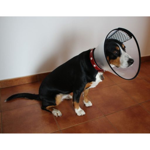 Anti Bite Collar for dogs dimension XXS