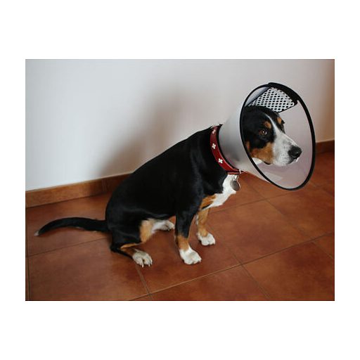 XL méretű harapásgátló nyakörv kutyáknak