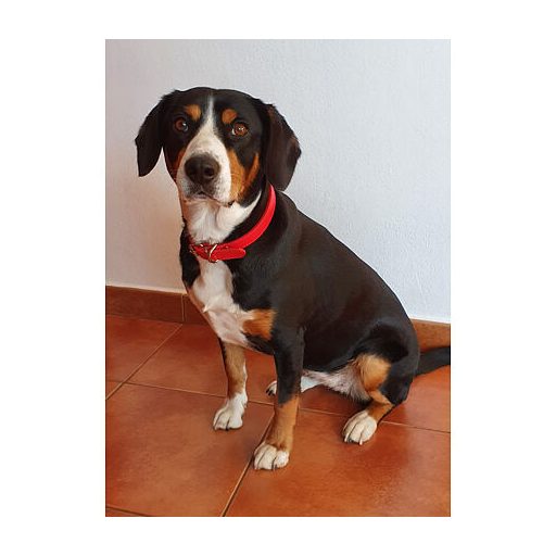 Kutyapóráz kutyanyakörv kék méret M