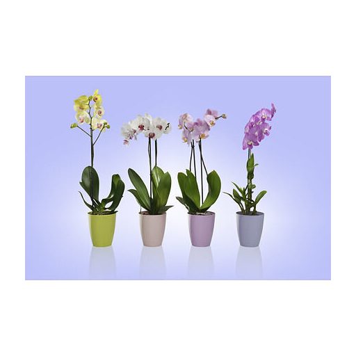 Ornella díszes virágcserép átlátszó átmérő 15 cm