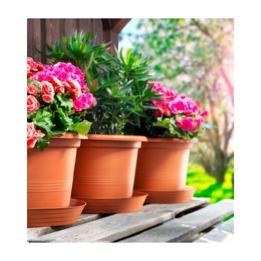 Campanula virágcserép terrakotta átmérője 15 cm