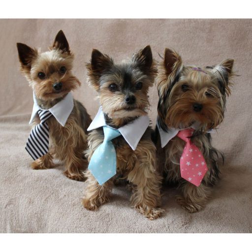 Gentledog dog necktie black-white clothing size L