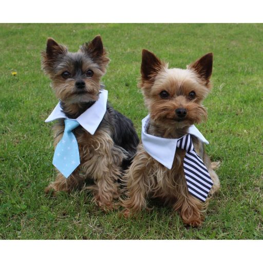 Gentledog dog necktie black-white clothing size L