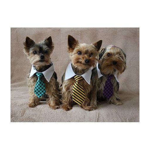 Gentledog kutyanyaklánc sárga ruha S-es méret