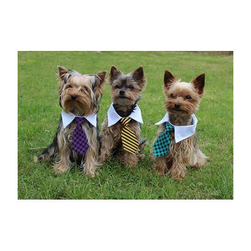 Gentledog kutya nyakkendő lila ruha S-es méret