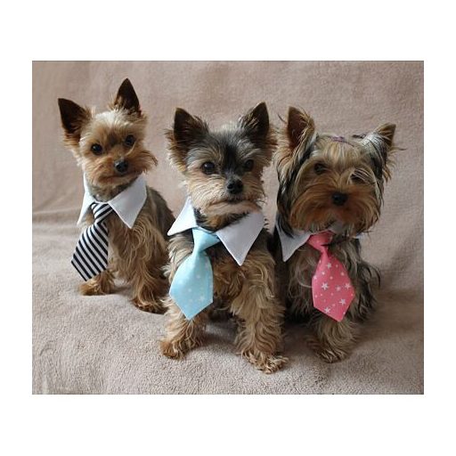 Gentledog kutya nyakkendő lila ruha S-es méret