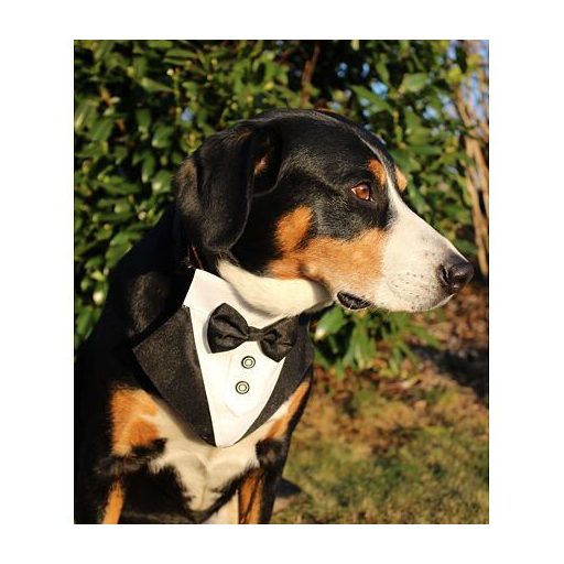 Formal dog bow tie black clothing size S