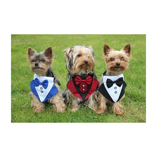 Formal dog bow tie black clothing size S