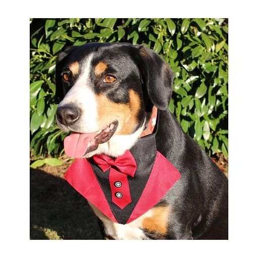 Formális kutya csokornyakkendő piros ruha S-es méret