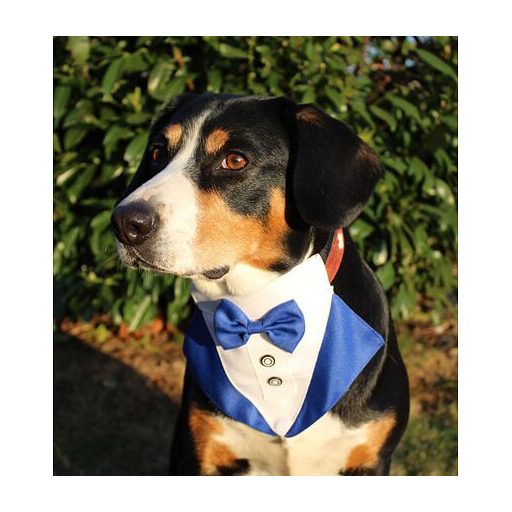 Formális kutya csokornyakkendő kék ruha L-es méret