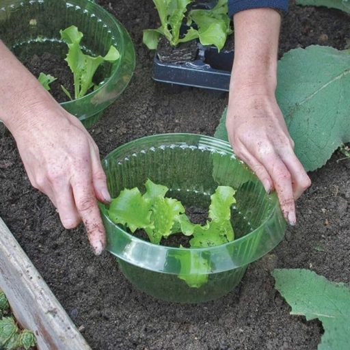 Anti Snail Collar vegetable cover 12 pcs packaging 1 set